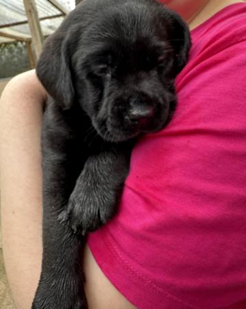 Image 7 of 1 LEFT READY NOW Gorgeous KC Reg Black Labrador Puppies