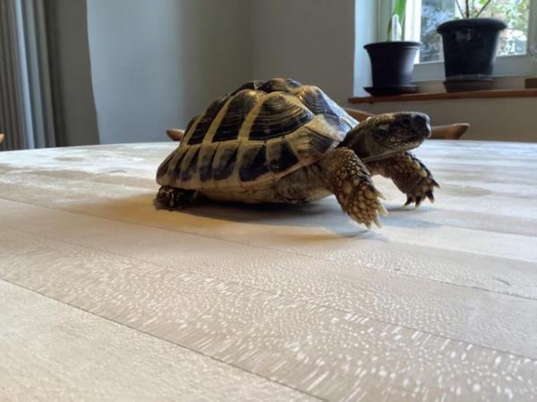 Image 2 of Male Herman tortoise 5 1/2 years old