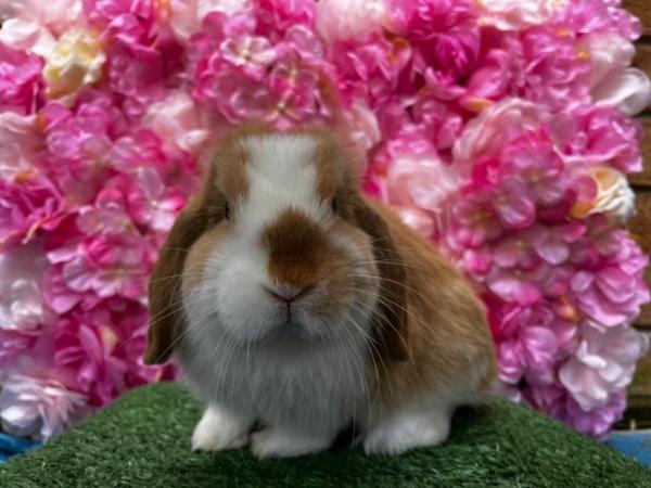 Image 2 of Mini lop buck Ready now Pet home only
