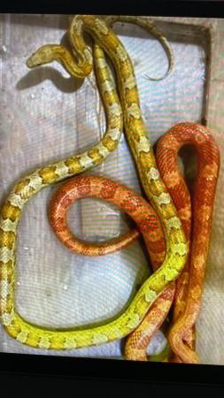 Image 2 of Two corn snakes (breeding pair) for new home