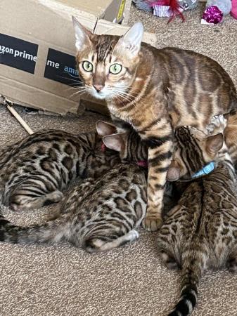 Image 2 of Ready now bengal kittens 17 weeks old