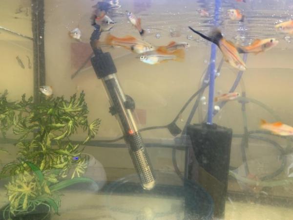 Image 1 of polar blue parrots, swordtails and guppies