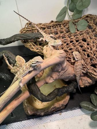 Image 14 of Bearded dragons for sale