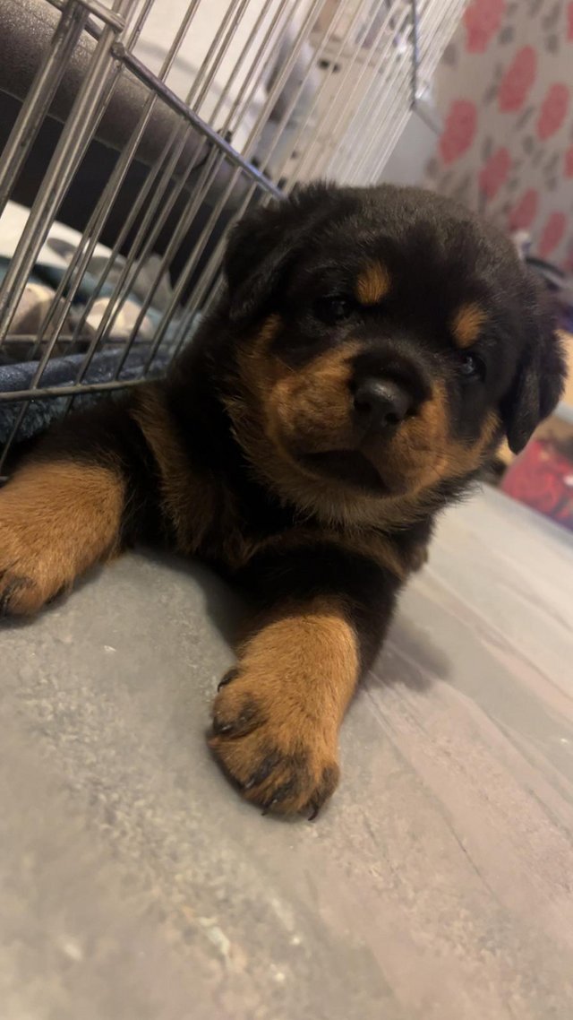 Preview of the first image of Beautiful chunky rottweiler puppies.