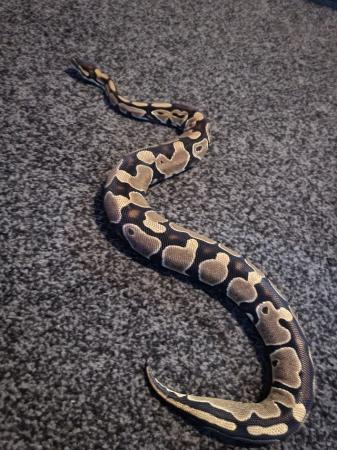 Image 2 of Ball python (4ft) 11 months old