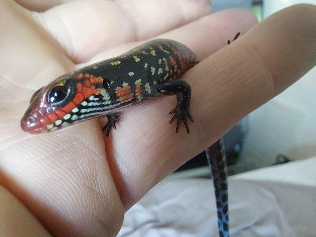 Preview of the first image of African Fire Skinks for sale.