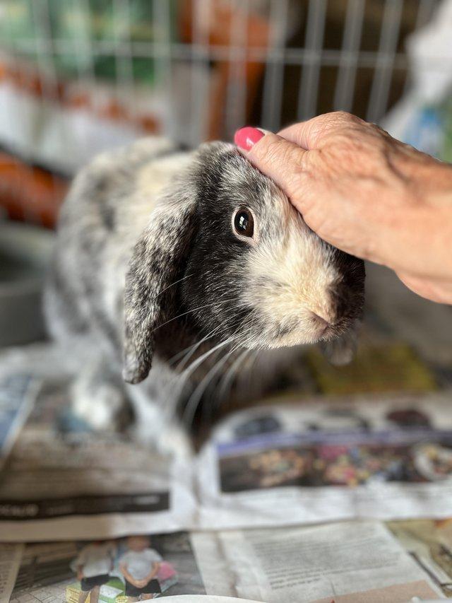 Mini lop male harlequin — photo 2 of 4