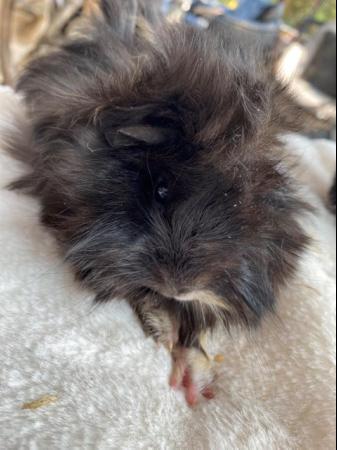 Image 8 of Beautiful long haired very friendlybaby boy guinea pigs