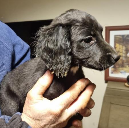 Image 8 of Beautiful sprocker puppies for sale