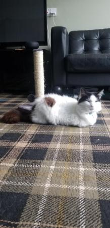 Image 6 of Adorable Persian cross cat. Needs rehoming