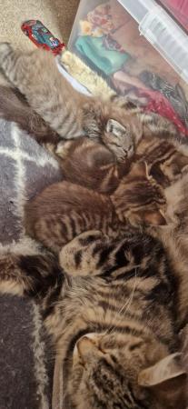 Image 1 of 2 x female tabby kittens