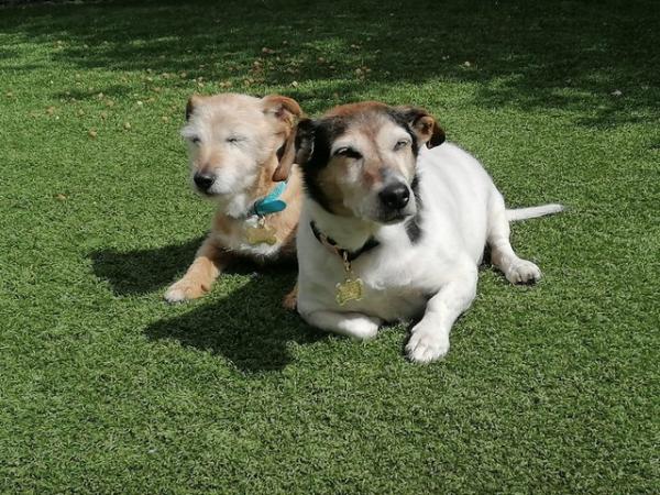 Image 3 of Murphy & Simba are looking for their forever retirement home
