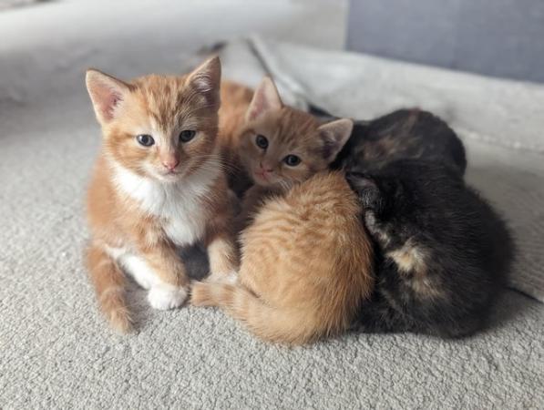 Image 16 of 5 kittens for sale 2 gingers and 3 bark speckled,