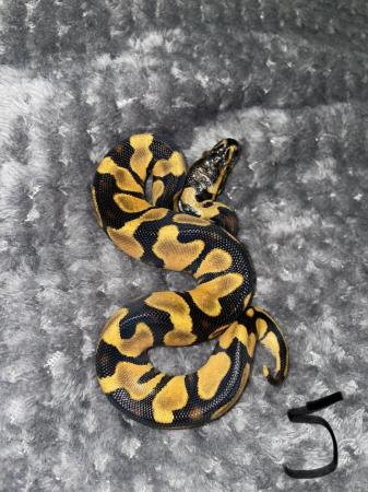 Image 3 of Leopard ODYB Ball python for sale