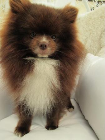 Image 8 of Pomeranian Lilac Chocolate Male looking for Forever Home