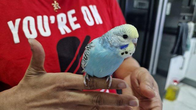 Image 3 of Super hand Tamed Baby Budgies for sale
