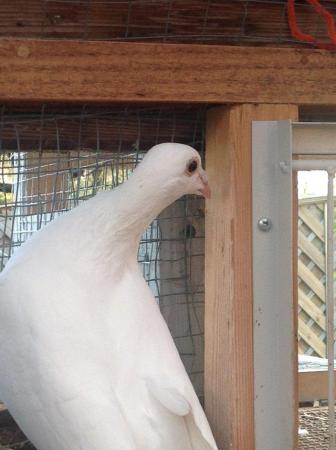Image 16 of PURE WHITE RACING PIGEON FOR SALE