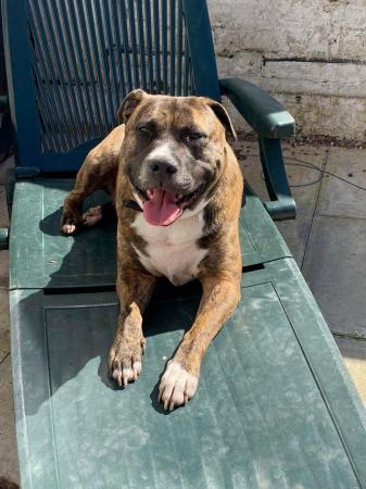 Image 1 of Staffy Cross needing a experienced owner