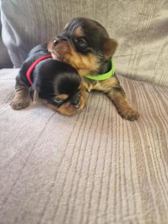 Image 2 of Teacup Yorkshire terrier puppies
