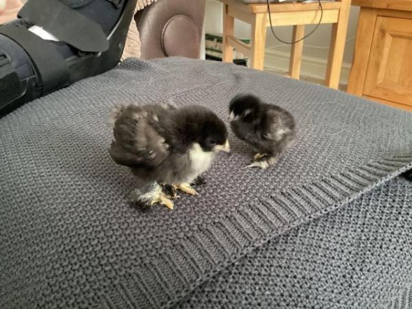 Image 3 of Pekin and frizzle chicks
