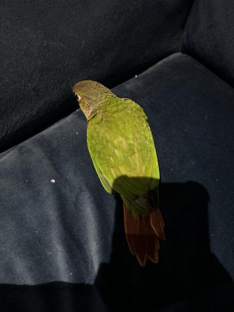 Image 3 of 9 weeks old baby conure for sale