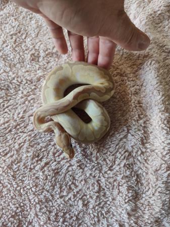 Image 7 of Ball python hatchlings and more