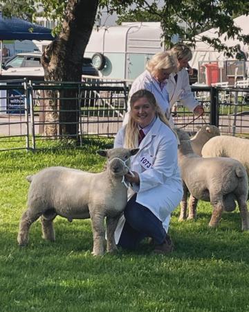 Image 1 of Pedigree Southdown ram lambs