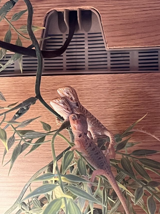 Baby bearded dragons for sale