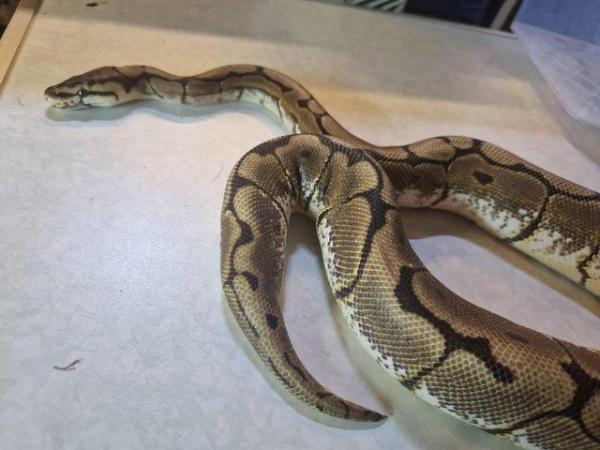Image 5 of For sale Female Spider ball python