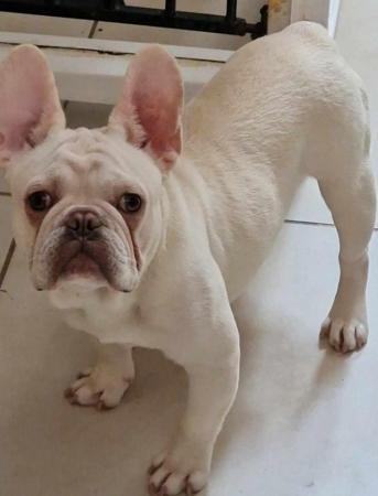 Image 11 of Stunning micro french bulldogs