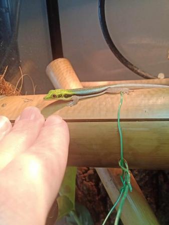 Image 4 of Young Male Day Gecko looking for permanent home