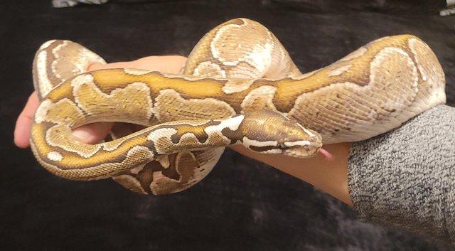 Image 2 of Bamboo Royal Python. Male. Adult. Proven breeder.