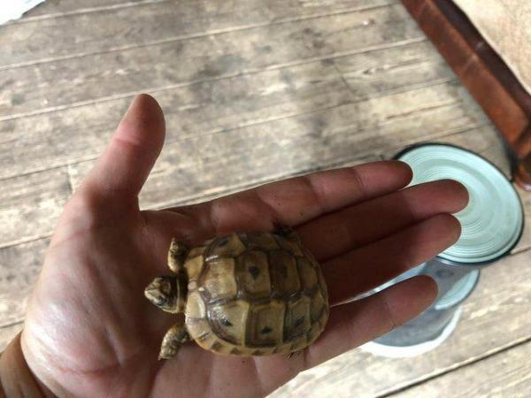 Image 2 of Baby Tortoises For Sale - Captive Bred In The UK £100 - £245