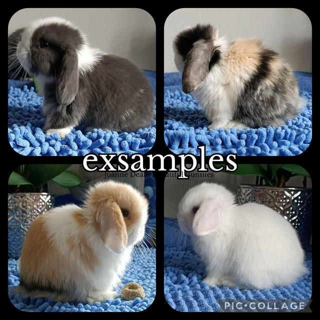 Preview of the first image of 2024 Pure well bred mini lop rabbits.