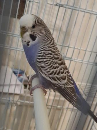 Image 5 of Lovely young female budgie ...