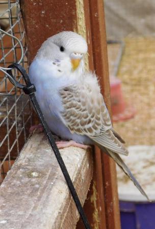 Image 1 of Budgies For Sale. Ideal Pets (Friendly) + Suit for Aviaries