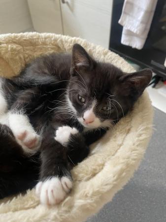 Image 5 of 2 male kittens, black, black&white