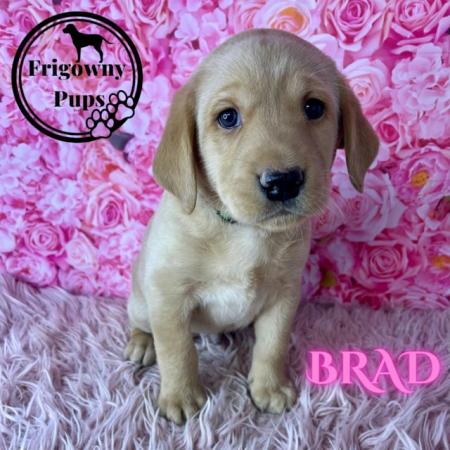 Image 6 of **PRICE REDUCED** KC Reg Yellow Labrador Boy Puppies