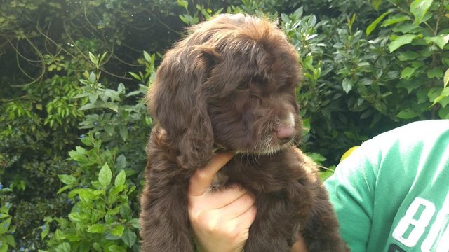 Image 26 of COCKAPOO PUPPIES TOP QUALITY.
