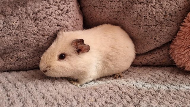 Image 1 of **3 male guinea pigs** £20 for all 3
