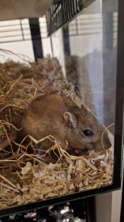 Image 5 of Female gerbils x2 with enclosure and extras