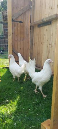 Image 2 of Point of lay White Leghorn hens for sale!
