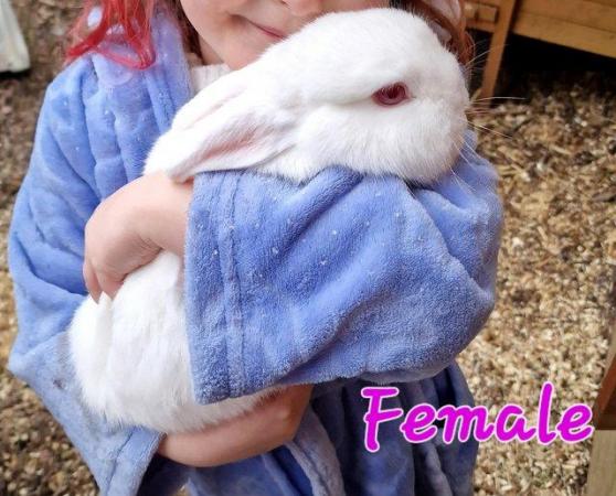 Image 15 of 1 Albino Lion-Lop Bunny For Sale
