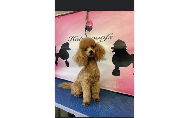 Image 2 of toy poodle puppy’s ready now!!