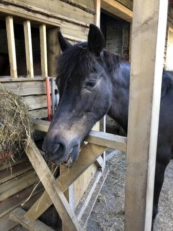 Image 6 of Black 14h cob mare needing good home