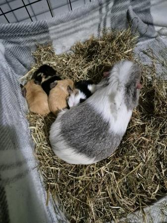 Image 2 of Baby silly tame guinea pigs