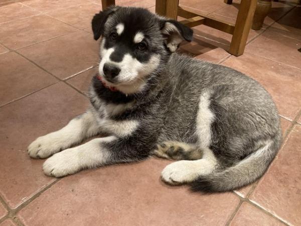 Image 6 of Husky cross puppies for sale