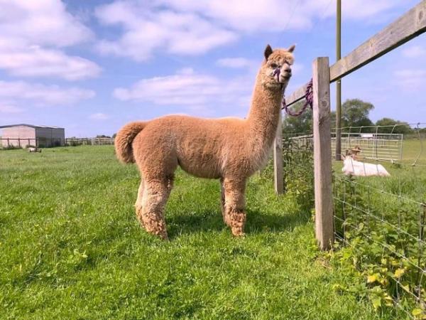 Image 6 of STUNNING BAS FAWN ALPACA MALE- READY TO MEET THE GIRLS