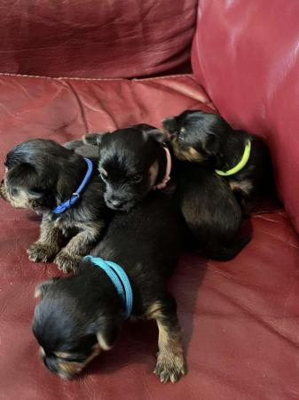 Image 6 of Yorkshire terrier puppies
