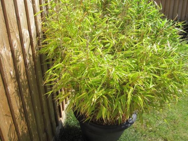 Image 3 of Small bamboo plant in black pot about 4 foot